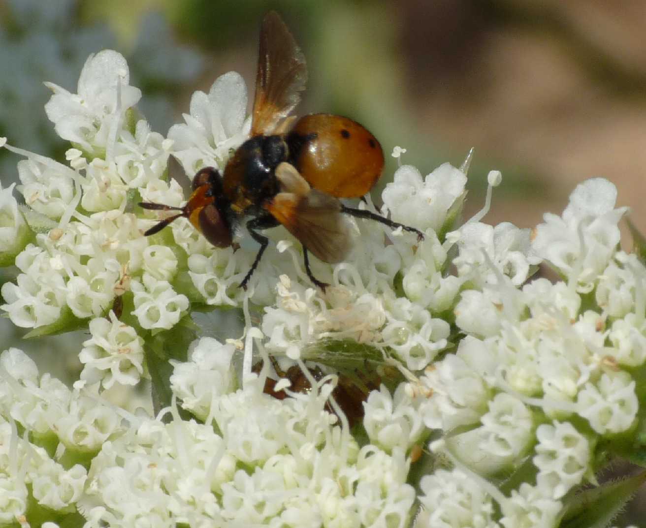 Dittero ignaro e ragno (Thomisidae) in agguato